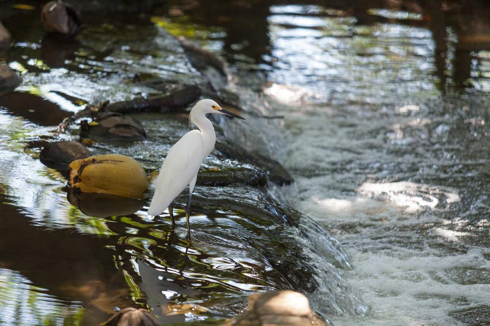 White heron at Lagunillas